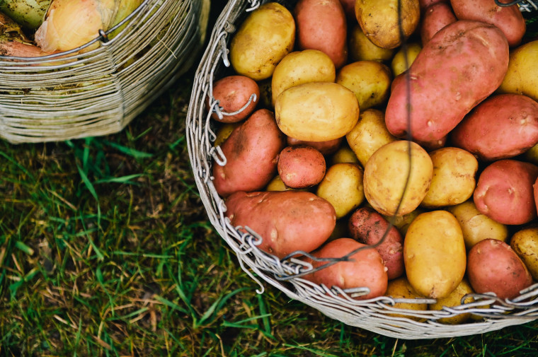 В Бурятии побит прошлогодний рекорд по урожаю картофеля .
